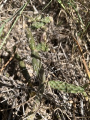 Opuntia repens