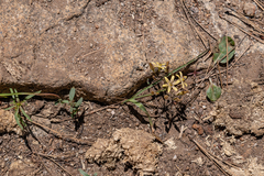 Triteleia ixioides anilina