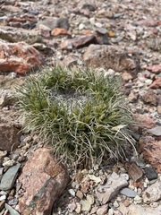 Blepharidachne kingii