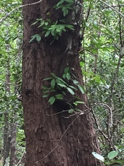 Xylocarpus moluccensis