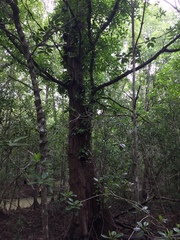 Xylocarpus moluccensis