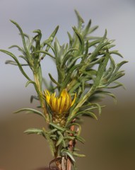 Oedera humilis
