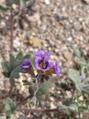Phacelia gymnoclada