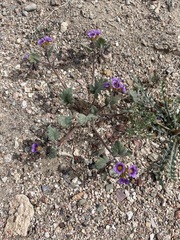 Phacelia gymnoclada