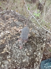 Ototylomys phyllotis