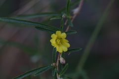Hibbertia lepidota