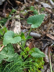 Lunaria annua