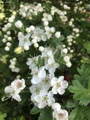 Crataegus monogyna