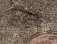 Sylvicapra grimmia