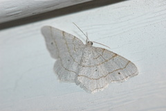 Scopula inductata
