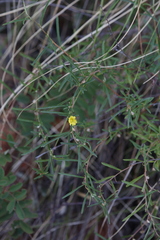 Hibbertia lepidota