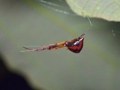 Janula