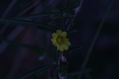 Hibbertia lepidota