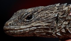 Cordylus macropholis