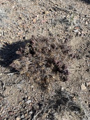 Micropuntia pulchella