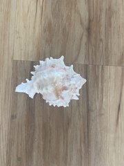 Phyllonotus erythrostomus