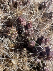 Micropuntia pulchella