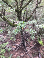 Rhizophora apiculata