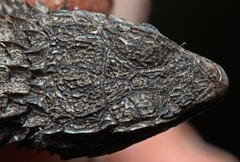 Cordylus macropholis