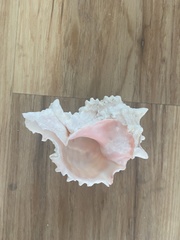 Phyllonotus erythrostomus