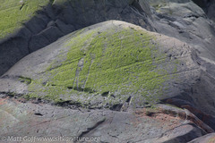 Prasiola meridionalis