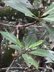 Rhizophora apiculata