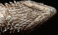 Cordylus macropholis