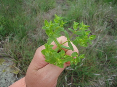Euphorbia spathulata