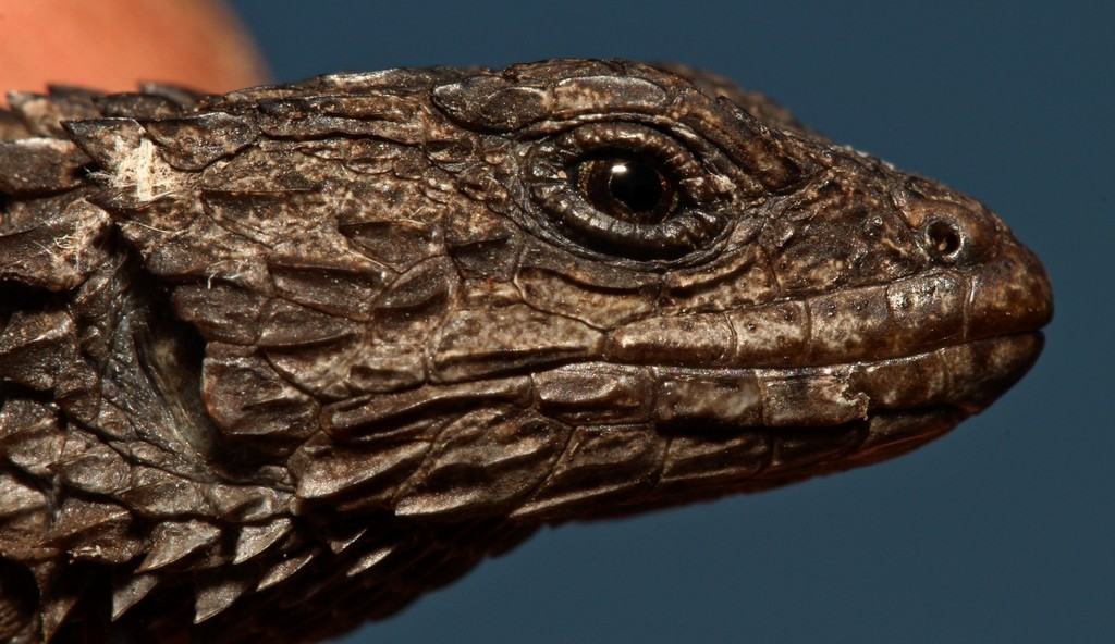 Large-Scaled Girdled Lizard