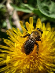 Andrena carlini