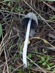 Coprinopsis jonesii