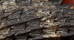 Cordylus macropholis