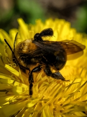Andrena carlini