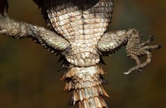 Cordylus macropholis