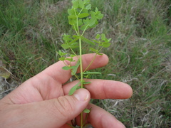 Euphorbia spathulata