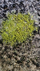Flavoplaca citrina