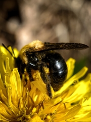 Andrena carlini