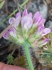 Astragalus echinatus