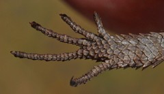 Cordylus macropholis