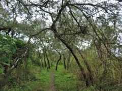 Acacia rehmanniana image