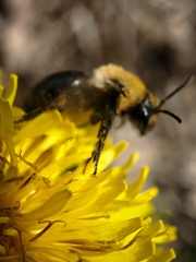 Andrena carlini
