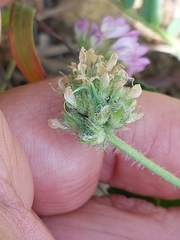 Astragalus echinatus