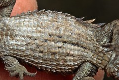 Cordylus macropholis