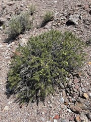 Hecastocleis shockleyi
