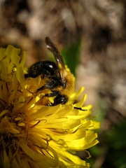 Andrena carlini