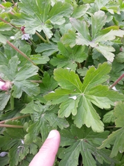 Geranium macrorrhizum