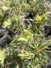 Hecastocleis shockleyi