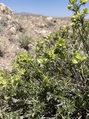 Hecastocleis shockleyi