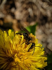 Andrena carlini