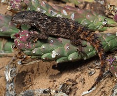 Cordylus macropholis